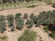 MENDERES DEREKÖYDE SATILIK 460 M2 TAPULU MERKEZE YAKIN ÇEVRİLİ HARİKA BAHÇE