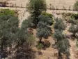 MENDERES DEREKÖYDE SATILIK 460 M2 TAPULU MERKEZE YAKIN ÇEVRİLİ HARİKA BAHÇE