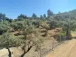 RAİON&#39;DAN İMAR PLANINA YAKIN MÜSTAKİL TAPULU SATILIK ZEYTİNLİK