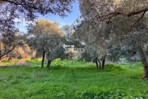 KUYUCAK PAMUKÖREN MAHALLESİNDE SATILIK İMARLI ARSA