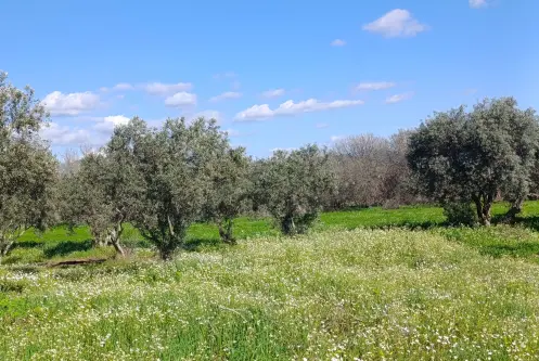 SATILIK TEK TAPU ÇAPAK MAH. TORBALI