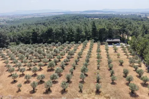 İZMİR YEŞİLKÖYDE SATILIK TEKTAPU 5.157 M2 HAVAALANINA YAKIN HARİKA ÇİFTLİK
