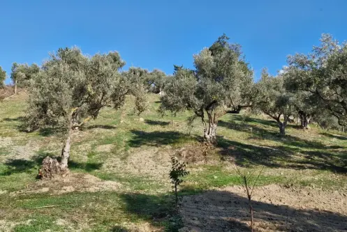 RAİON&#39;DAN İMAR PLANINA YAKIN MÜSTAKİL TAPULU SATILIK ZEYTİNLİK