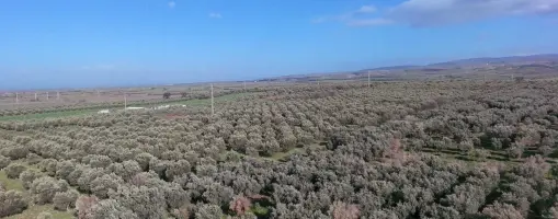 MANİSA TURGUTLU MUSALARYENİKÖY’DE 16 DÖNÜM VERİMLİ ZEYTİNLİK