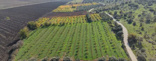 İZMİR ÇAKALTEPEDE 10.540 M2 TEKTAPU ASFALT CEPHE 200 ZEYTİN 200 CEVİZ AĞAÇLI YATIRIMLIK ARAZİ