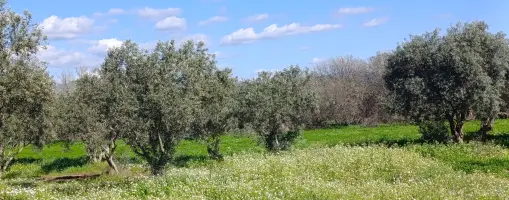 SATILIK TEK TAPU ÇAPAK MAH. TORBALI