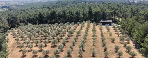 İZMİR YEŞİLKÖYDE SATILIK TEKTAPU 5.157 M2 HAVAALANINA YAKIN HARİKA ÇİFTLİK