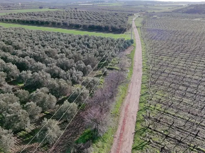 MANİSA TURGUTLU MUSALARYENİKÖY’DE 16 DÖNÜM VERİMLİ ZEYTİNLİK