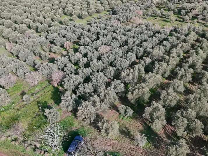 MANİSA TURGUTLU MUSALARYENİKÖY’DE 16 DÖNÜM VERİMLİ ZEYTİNLİK