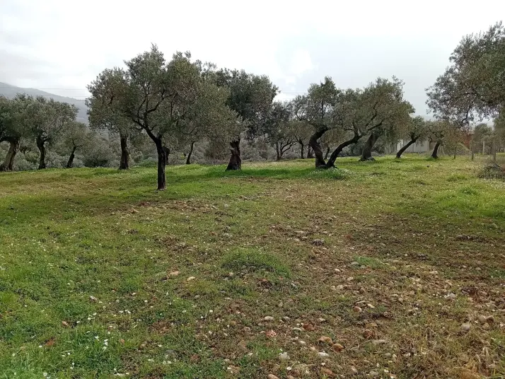 TORBALI BATI GAYRİMENKUL DEN DAĞKIZILCA DA TARLA