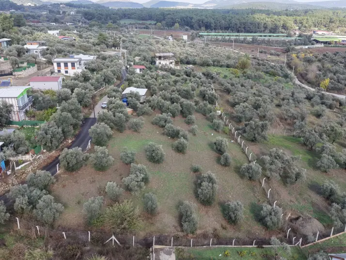 İZMİR ATAKÖYDE SATILIK 4.000 M2 TEKTAPU İÇERİSİNDE 2 EV OLAN ZEYTİNLİK