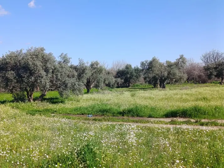 SATILIK TEK TAPU ÇAPAK MAH. TORBALI