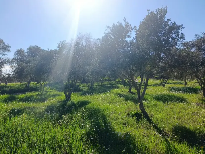 SATILIK TEK TAPU ÇAPAK MAH. TORBALI