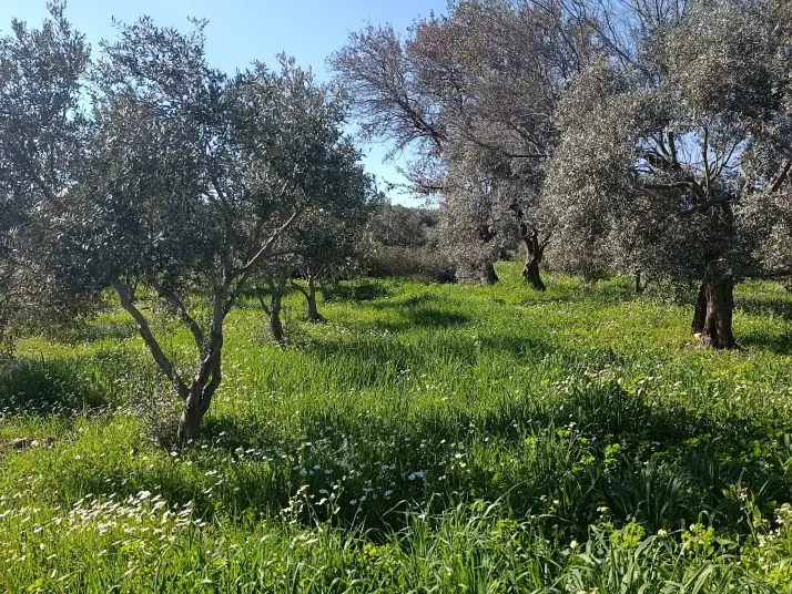 SATILIK TEK TAPU ÇAPAK MAH. TORBALI