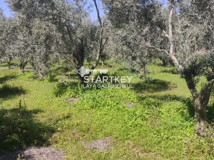 ÇİNE ÇALTI MAHALLESİNDE 2 PARSEL 7.275 m² SATILIK TARLA