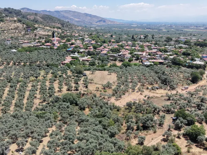 BAYINDIR KIZILCAOVADA SATILIK TEKTAPU KÖYÜN DİBİNDE 2.133 M2 HESAPLI ZEYTİNLİK