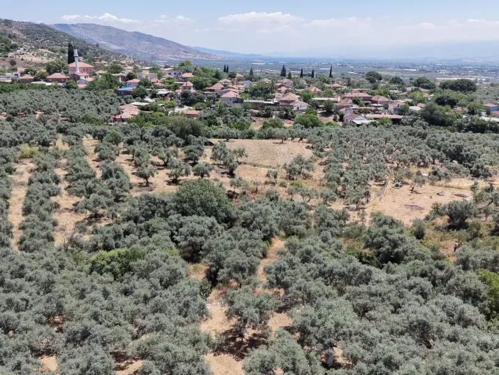 BAYINDIR KIZILCAOVADA SATILIK TEKTAPU KÖYÜN DİBİNDE 2.133 M2 HESAPLI ZEYTİNLİK