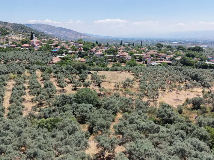 BAYINDIR KIZILCAOVADA SATILIK TEKTAPU KÖYÜN DİBİNDE 2.133 M2 HESAPLI ZEYTİNLİK