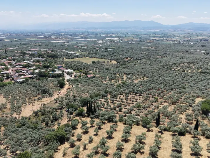 BAYINDIR KIZILCAOVADA SATILIK TEKTAPU KÖYÜN DİBİNDE 2.133 M2 HESAPLI ZEYTİNLİK