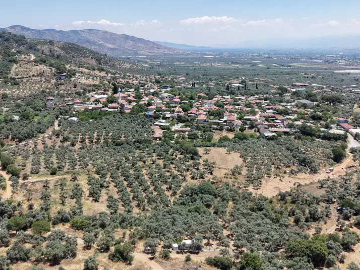 BAYINDIR KIZILCAOVADA SATILIK TEKTAPU KÖYÜN DİBİNDE 2.133 M2 HESAPLI ZEYTİNLİK