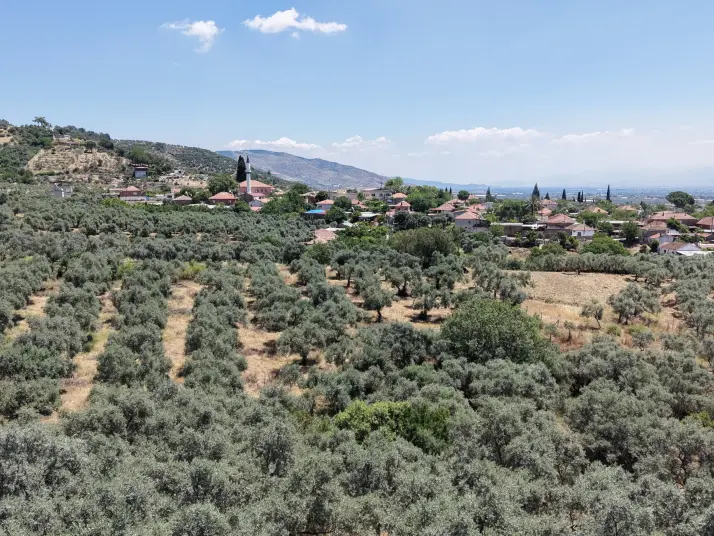 BAYINDIR KIZILCAOVADA SATILIK TEKTAPU KÖYÜN DİBİNDE 2.133 M2 HESAPLI ZEYTİNLİK