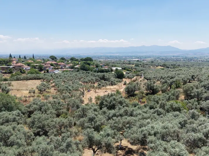 BAYINDIR KIZILCAOVADA SATILIK TEKTAPU KÖYÜN DİBİNDE 2.133 M2 HESAPLI ZEYTİNLİK