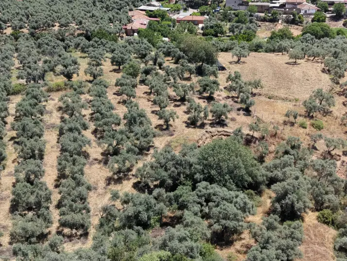 BAYINDIR KIZILCAOVADA SATILIK TEKTAPU KÖYÜN DİBİNDE 2.133 M2 HESAPLI ZEYTİNLİK
