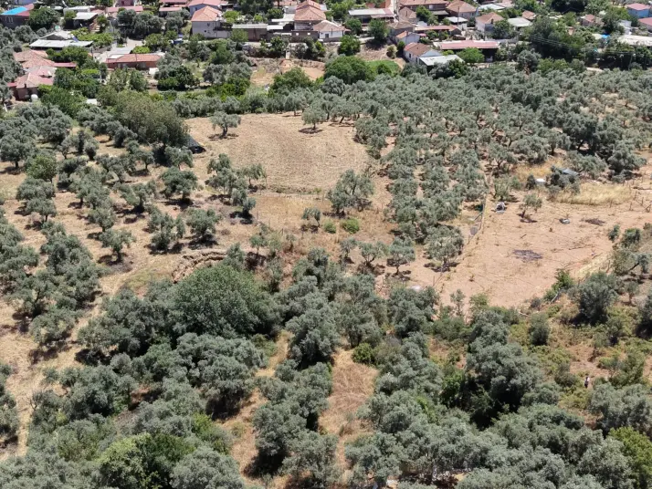 BAYINDIR KIZILCAOVADA SATILIK TEKTAPU KÖYÜN DİBİNDE 2.133 M2 HESAPLI ZEYTİNLİK