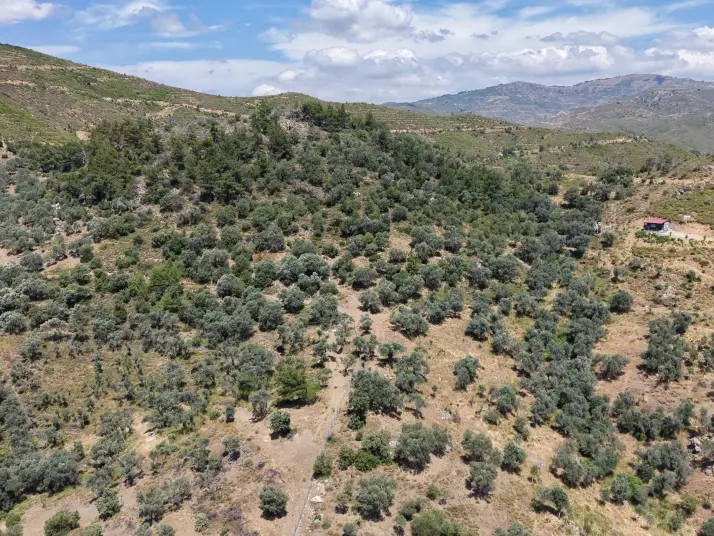 İZMİR YENİKÖYDE SATILIK TEKTAPU 9.050 M2 ANAYOLA KÖYE YAKIN KELEPİR ZEYTİNLİK
