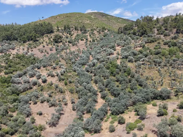 İZMİR YENİKÖYDE SATILIK TEKTAPU 9.050 M2 ANAYOLA KÖYE YAKIN KELEPİR ZEYTİNLİK