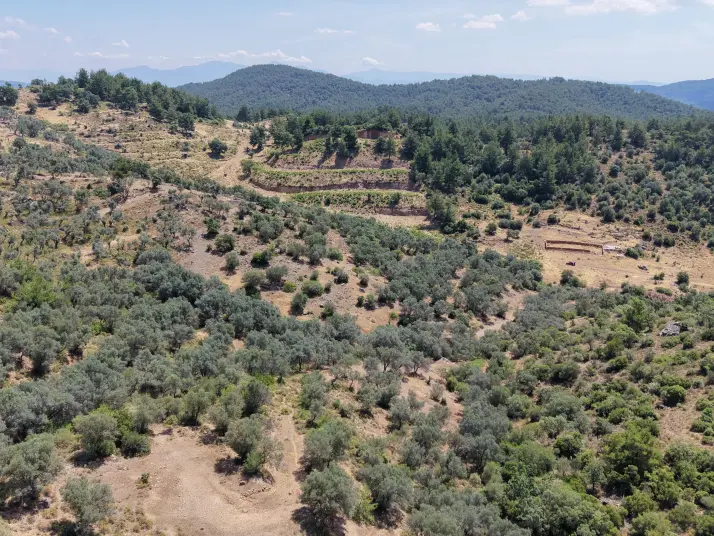 İZMİR YENİKÖYDE SATILIK TEKTAPU 9.050 M2 ANAYOLA KÖYE YAKIN KELEPİR ZEYTİNLİK