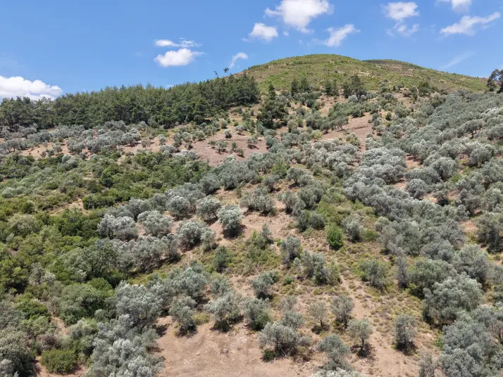 İZMİR YENİKÖYDE SATILIK TEKTAPU 9.050 M2 ANAYOLA KÖYE YAKIN KELEPİR ZEYTİNLİK