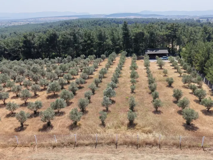 İZMİR YEŞİLKÖYDE SATILIK TEKTAPU 5.157 M2 HAVAALANINA YAKIN HARİKA ÇİFTLİK
