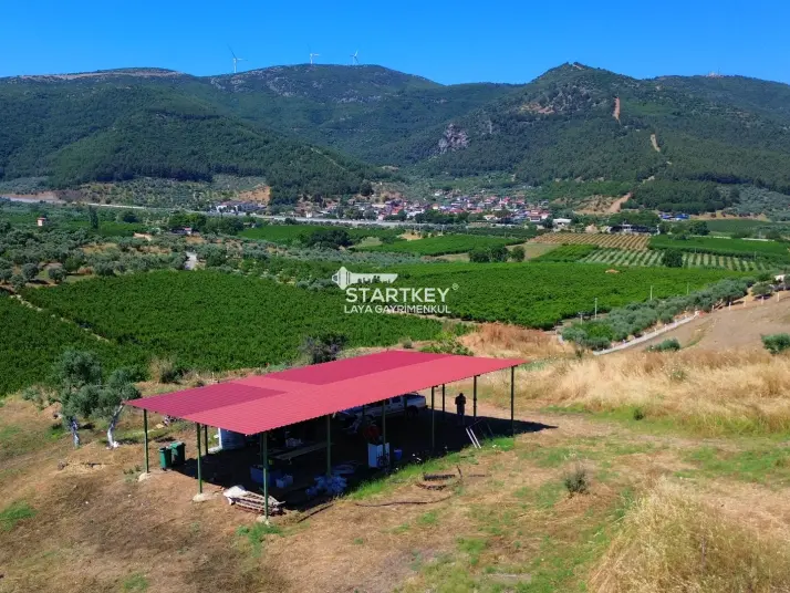 SELÇUK ACARLAR MEVKİİ&#39;NDE MUHTEŞEM MANZARALI VERİMLİ ZEYTİNLİK
