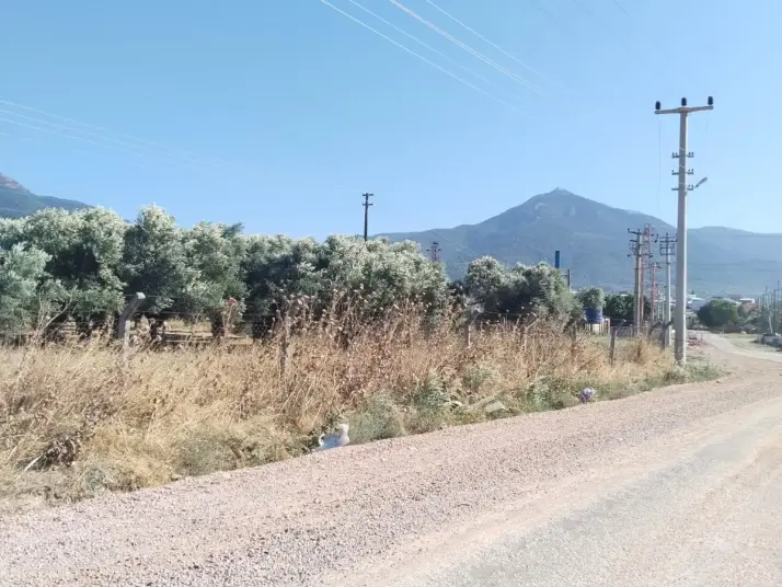 Emlak Atölyesinden Armutlu&#39;da Satılık 6056 M2 Tek Tapu Zeytinlik