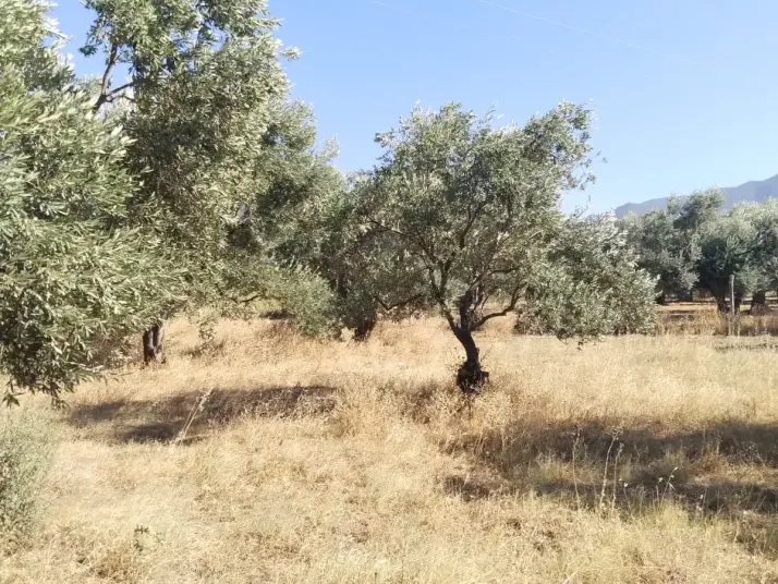 Emlak Atölyesinden Armutlu&#39;da Satılık 6056 M2 Tek Tapu Zeytinlik