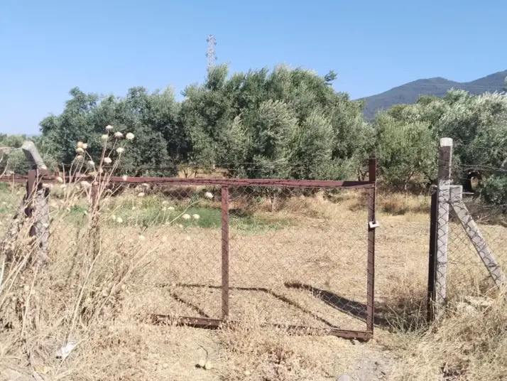 Emlak Atölyesinden Armutlu&#39;da Satılık 6056 M2 Tek Tapu Zeytinlik
