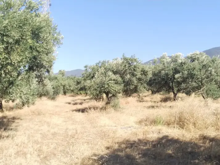 Emlak Atölyesinden Armutlu&#39;da Satılık 6056 M2 Tek Tapu Zeytinlik