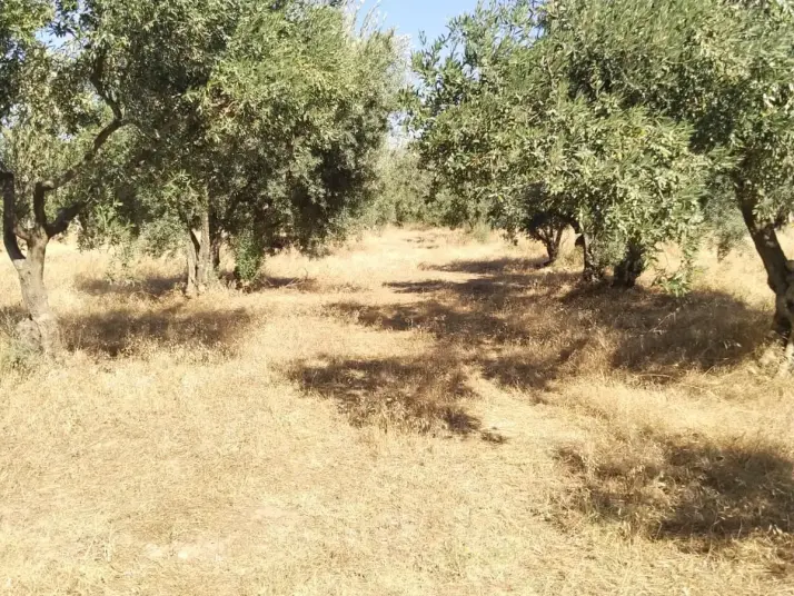 Emlak Atölyesinden Armutlu&#39;da Satılık 6056 M2 Tek Tapu Zeytinlik