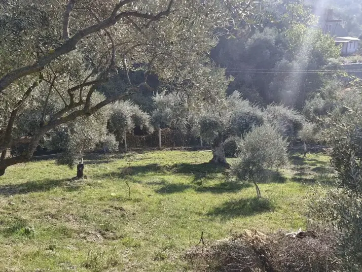 RAİON&#39;DAN İMAR PLANINA YAKIN MÜSTAKİL TAPULU SATILIK ZEYTİNLİK