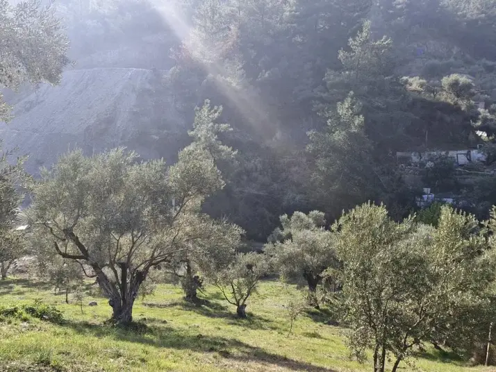 RAİON&#39;DAN İMAR PLANINA YAKIN MÜSTAKİL TAPULU SATILIK ZEYTİNLİK