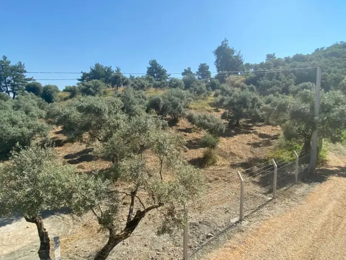 RAİON&#39;DAN İMAR PLANINA YAKIN MÜSTAKİL TAPULU SATILIK ZEYTİNLİK