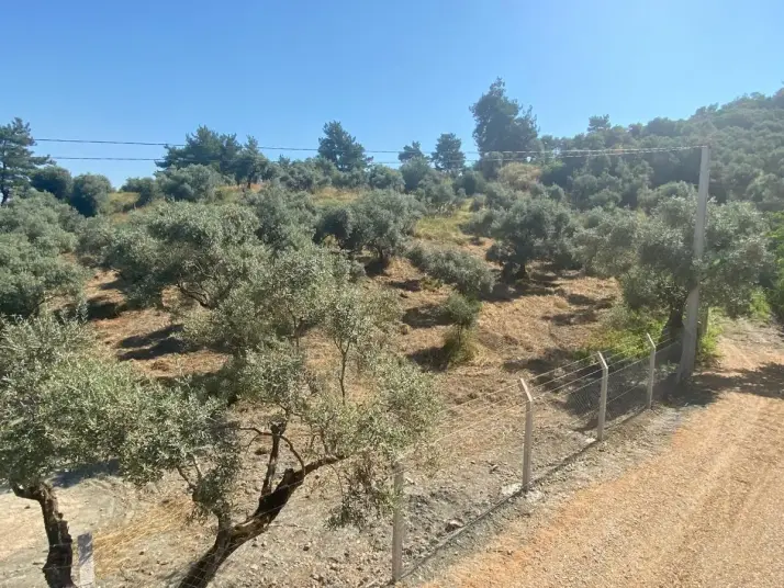 RAİON&#39;DAN İMAR PLANINA YAKIN MÜSTAKİL TAPULU SATILIK ZEYTİNLİK