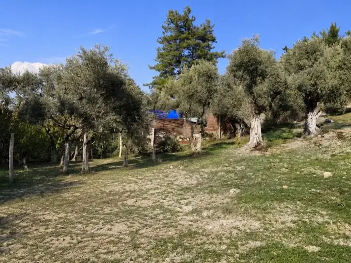 RAİON&#39;DAN İMAR PLANINA YAKIN MÜSTAKİL TAPULU SATILIK ZEYTİNLİK